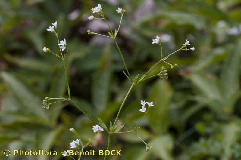 Asperula levigata 7