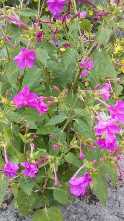 Wunderblume 28