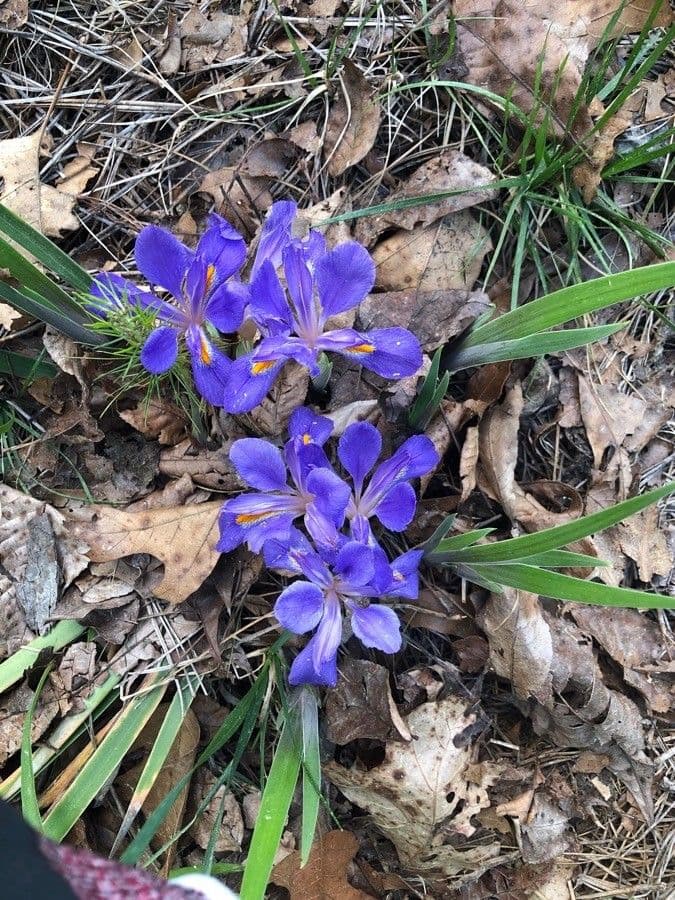 Iris verna 3