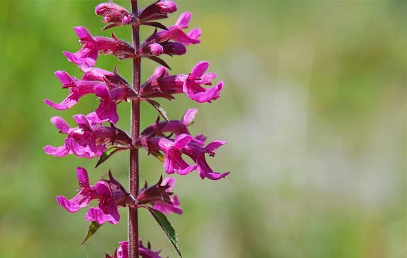 Stachys chamissonis