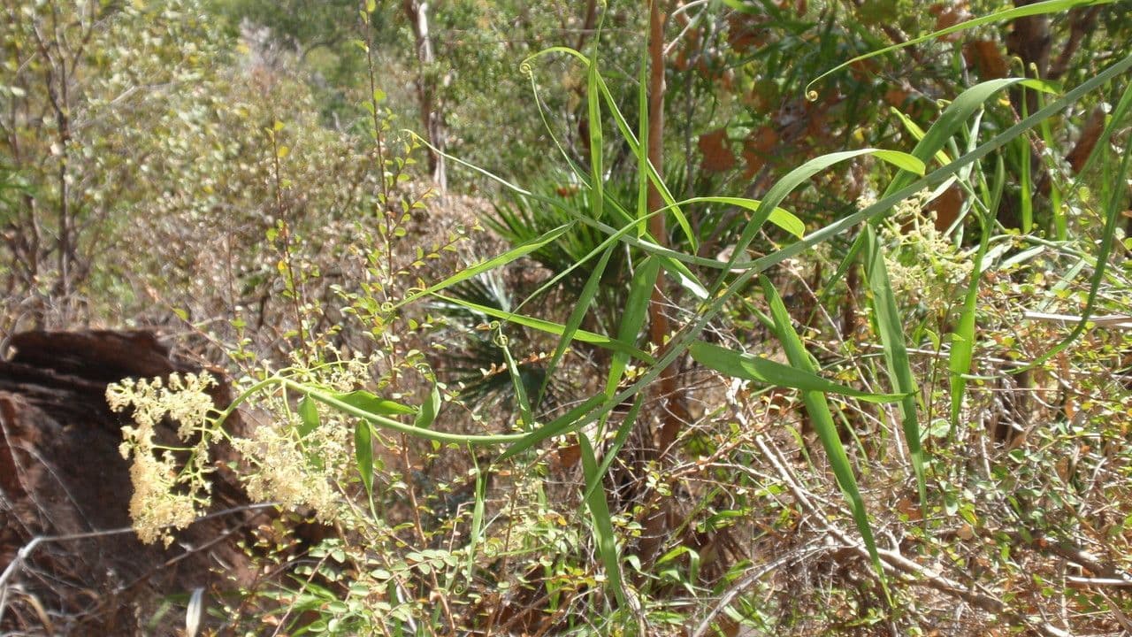 Flagellaria indická 3