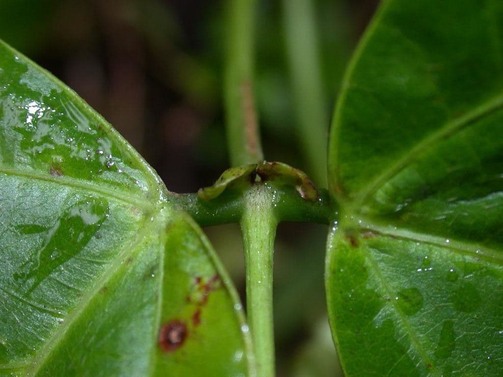 Cochliasanthus 19