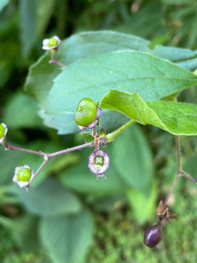 Lantana 4