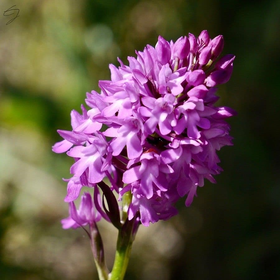Orchis pyramidal 26