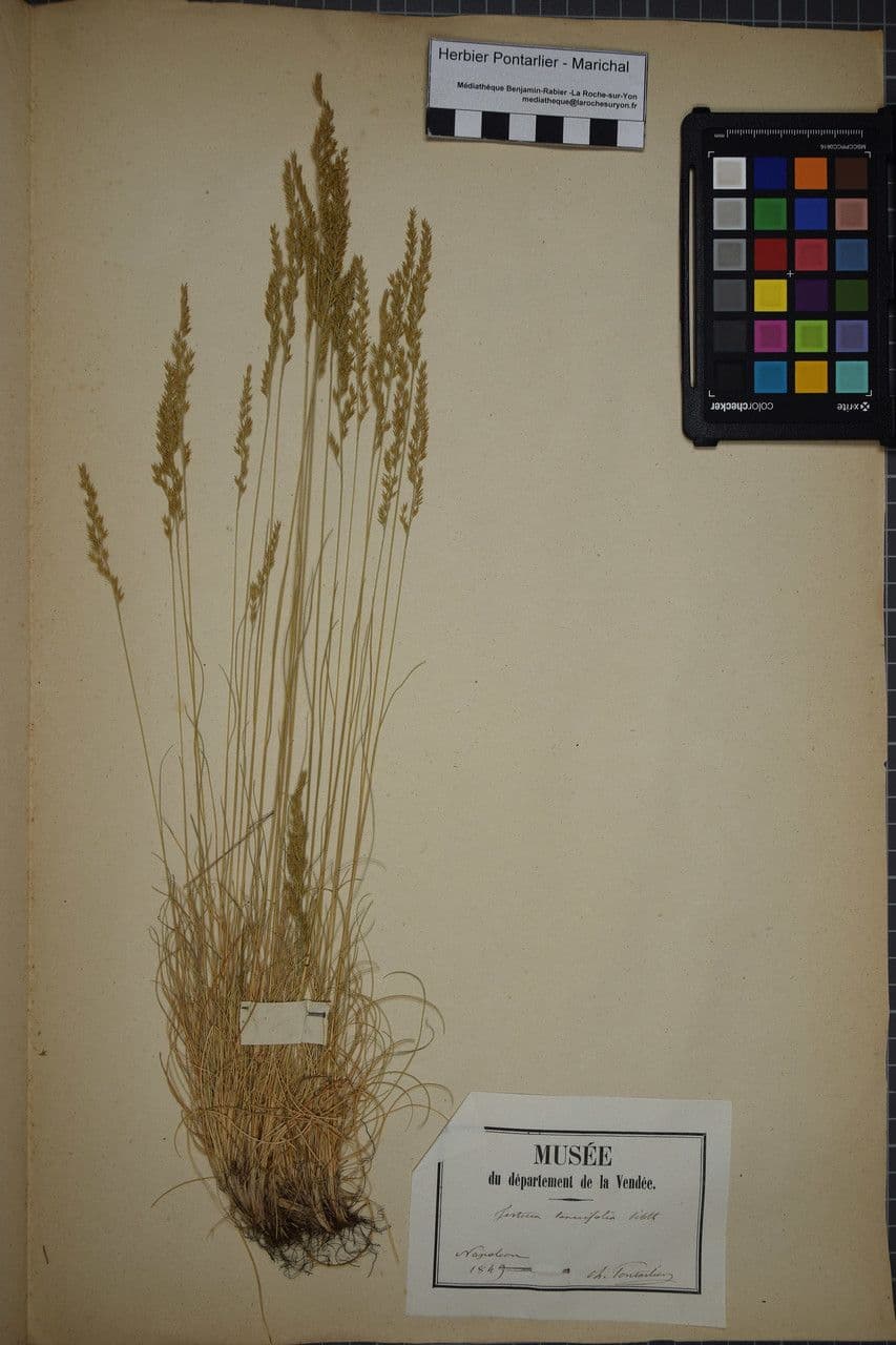 Festuca filiforme 22