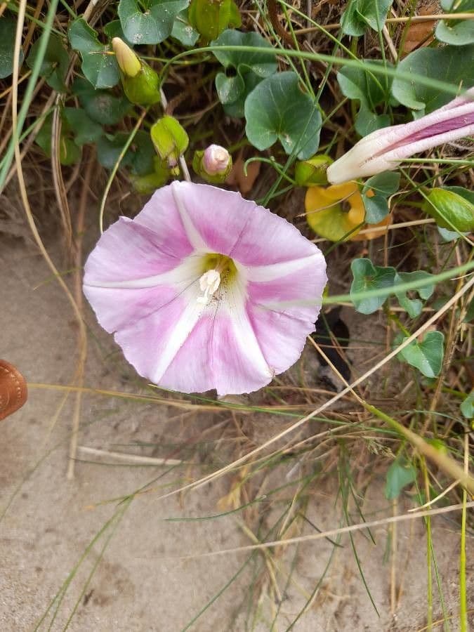 Strandwinde 7