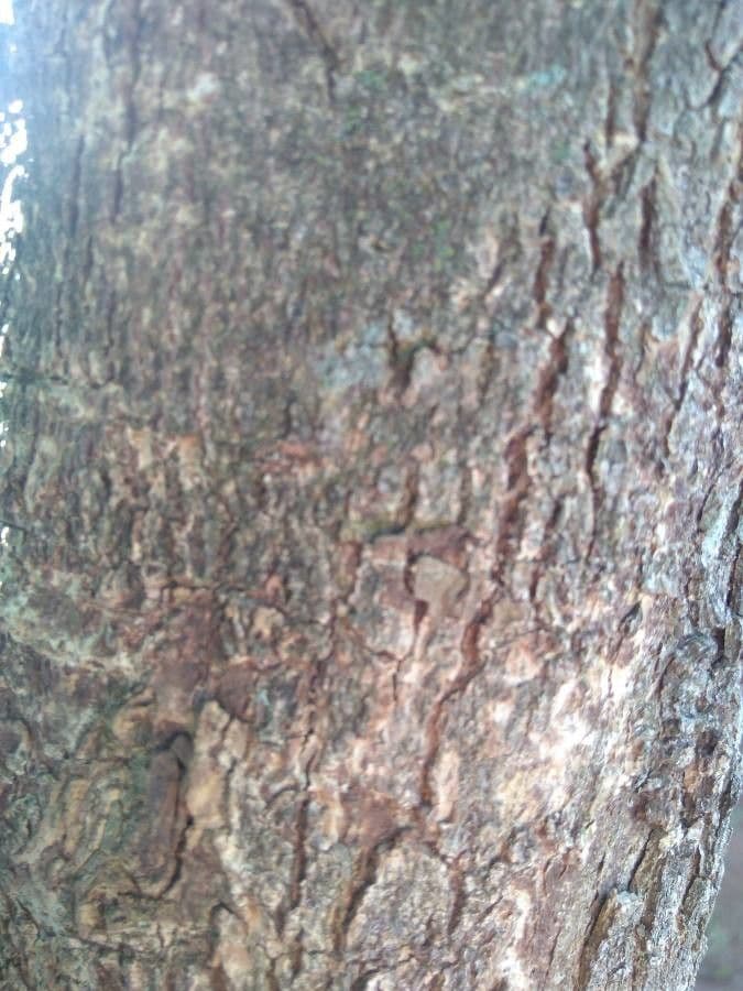Calebasse 21