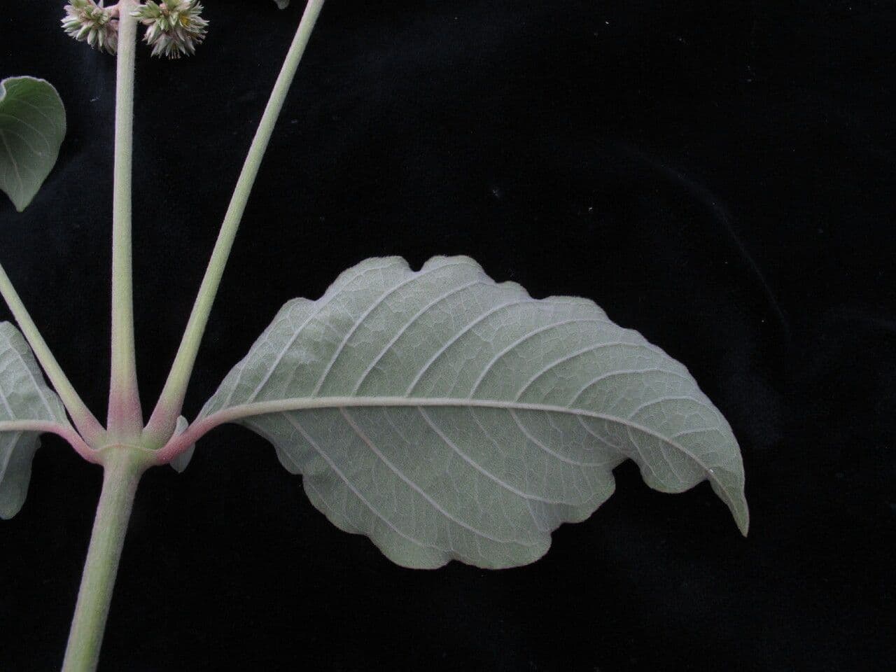 Cyathula