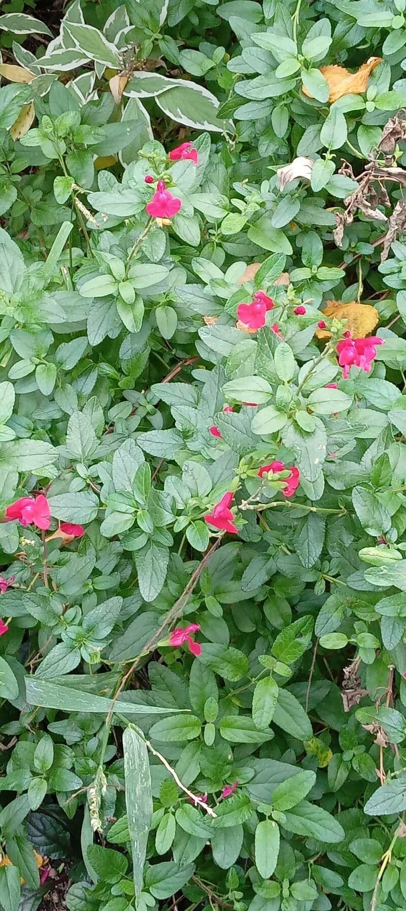 Salvia a foglie piccole 13