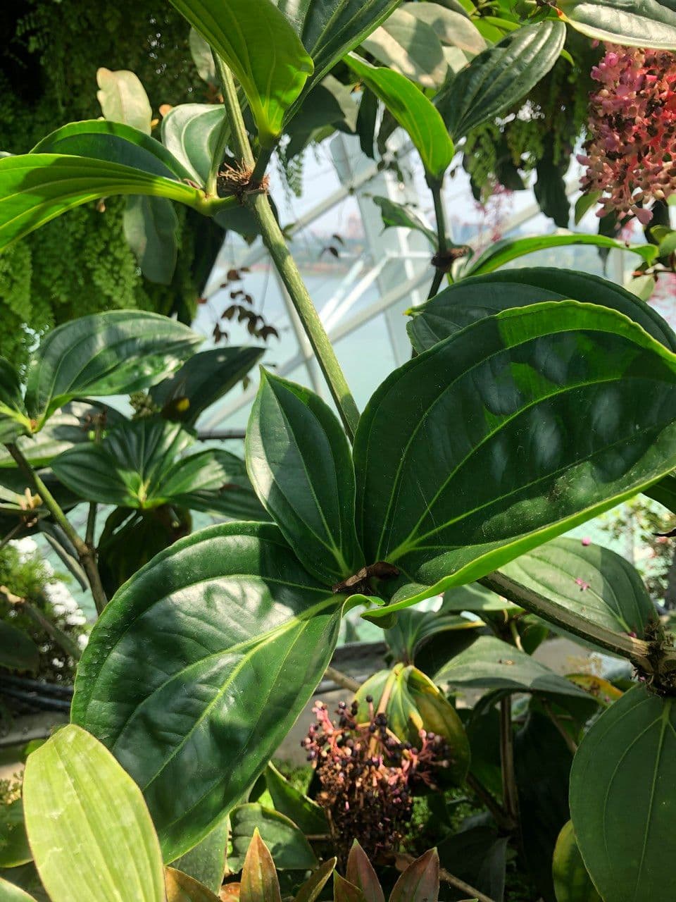 Medinilla 11