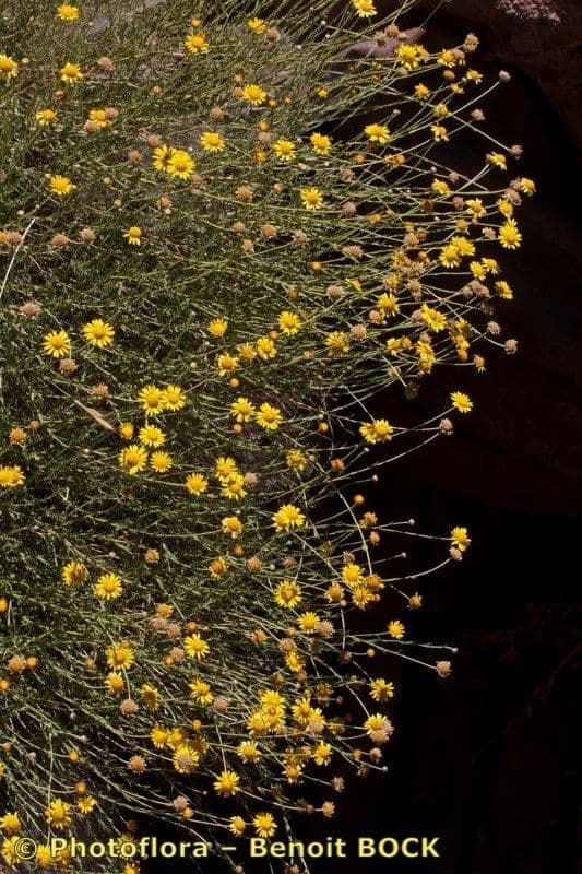 Cladanthus 4