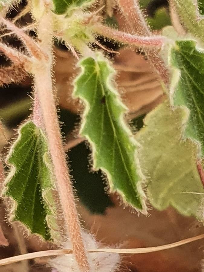 Monsonia 7