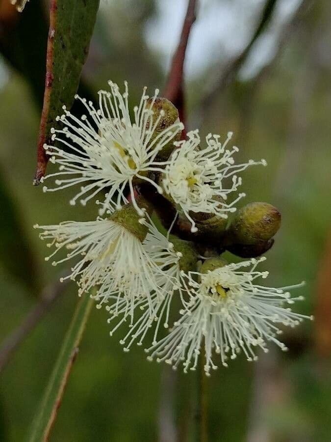Eucalipto