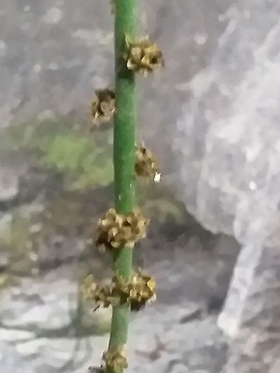 Euphorbia antisyphilitica