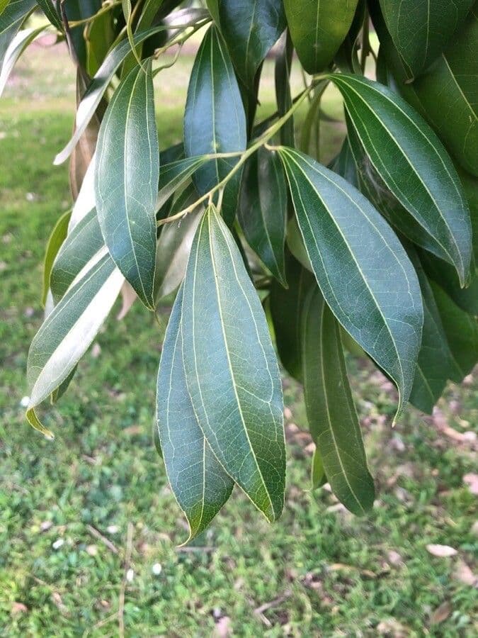 Cocculus 17