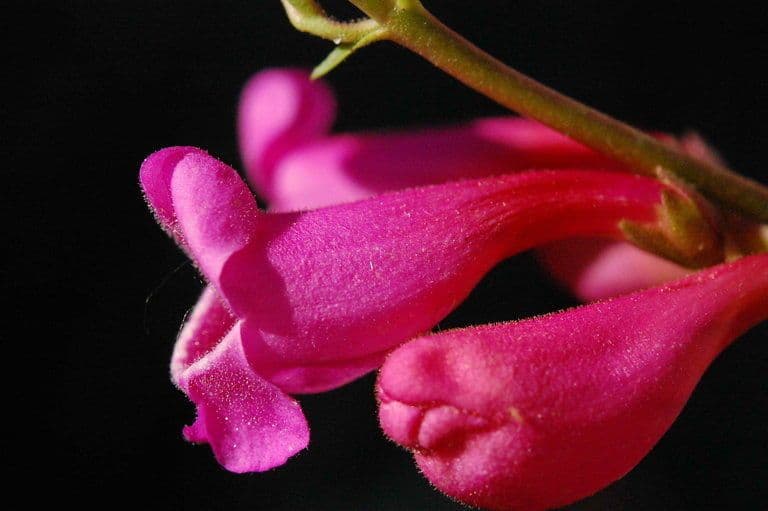 Penstemon 3
