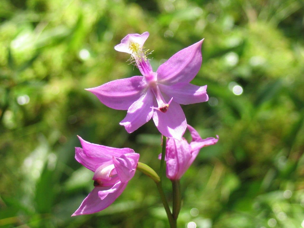 Arethusa bulbosa 3