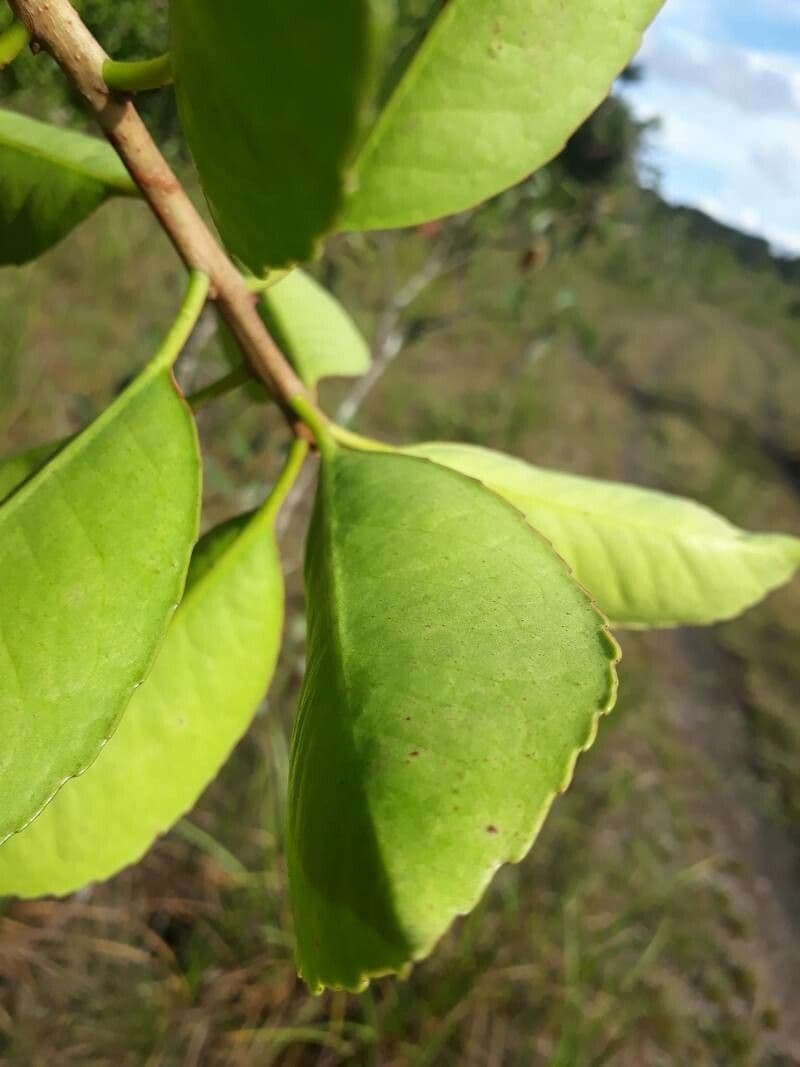 Ternstroemia 4