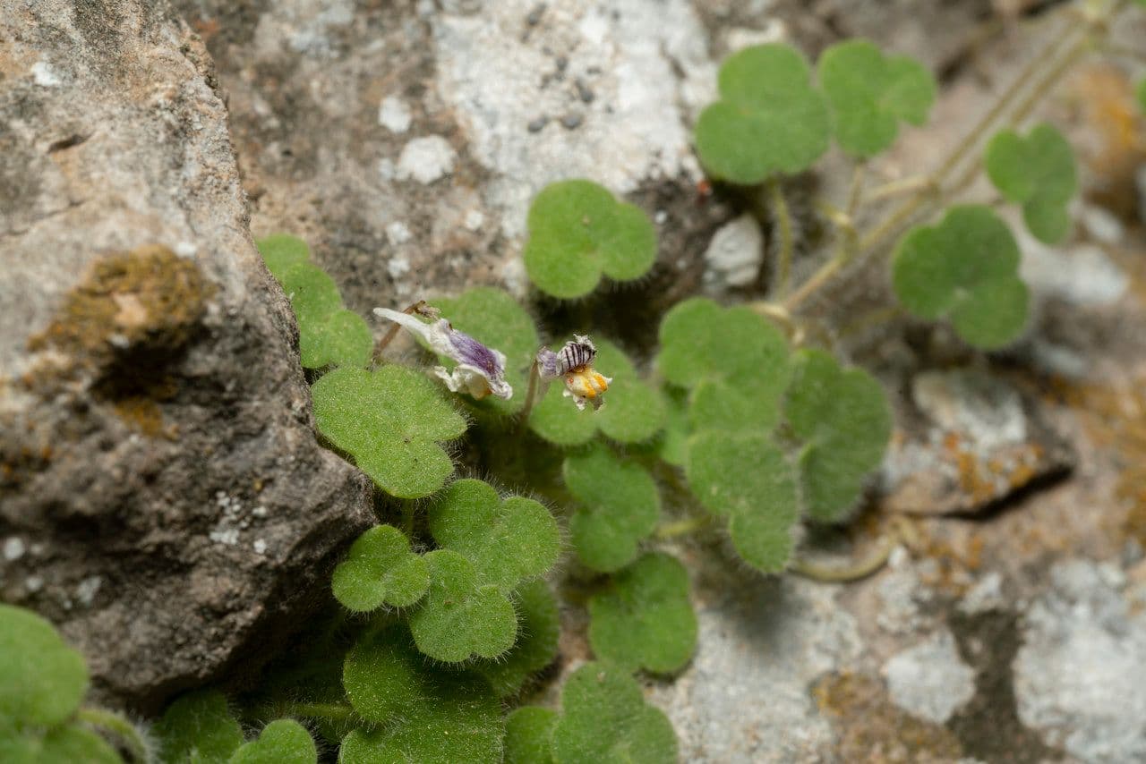 Cymbalaria 3