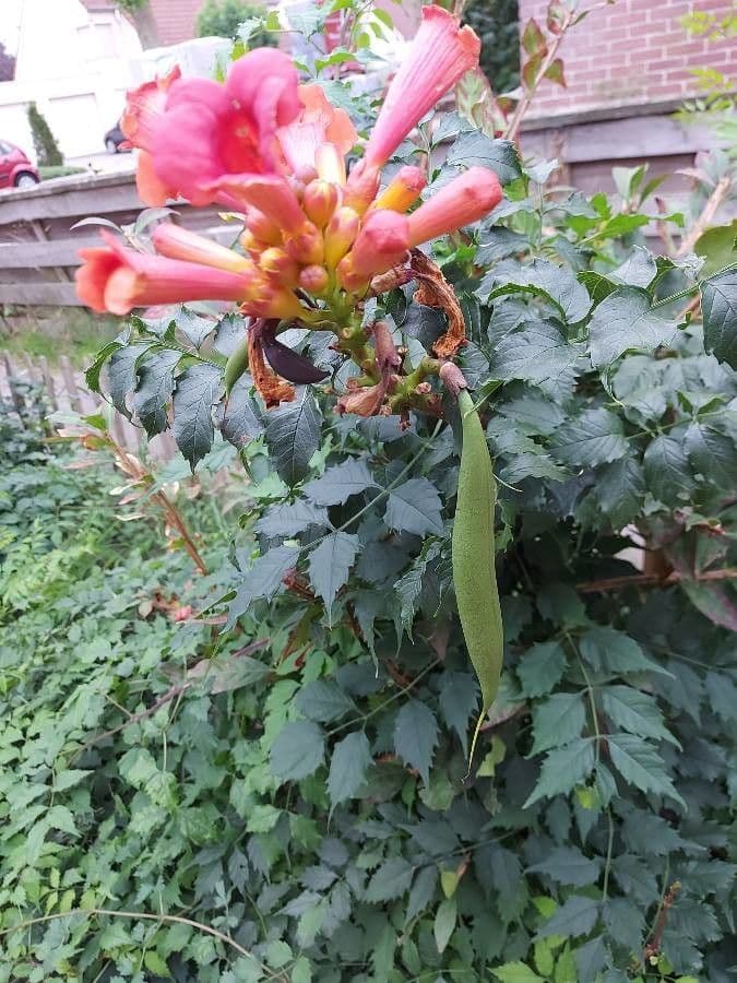 Trompeta de Virginia