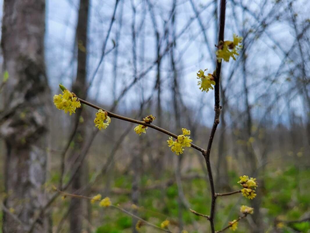 Lindera benzoin 9