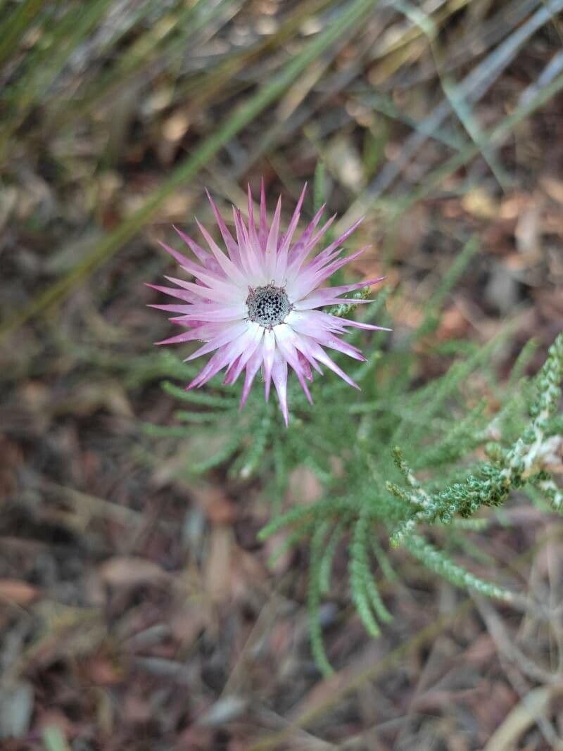 Phaenocoma prolifera