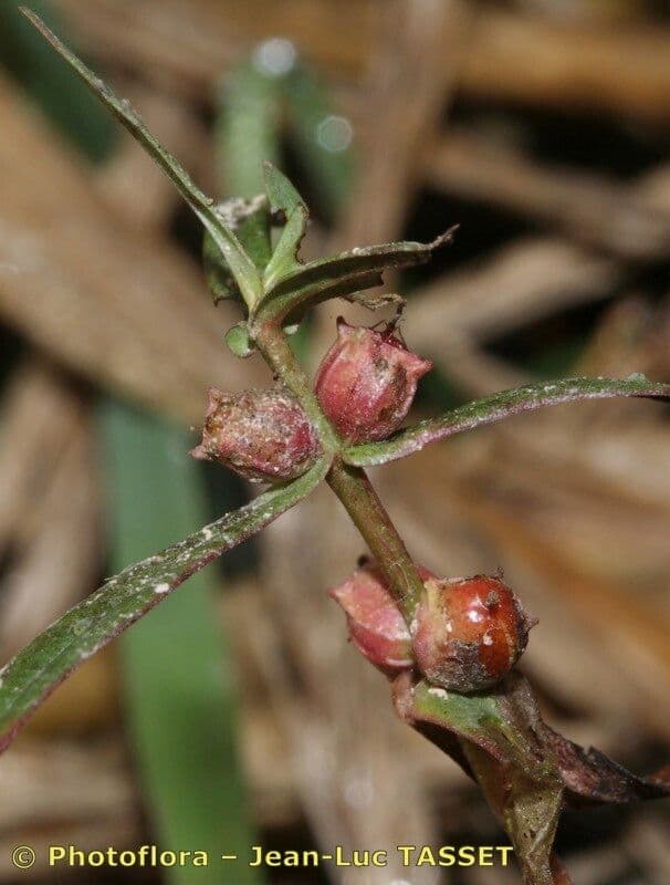 Ammania robusta