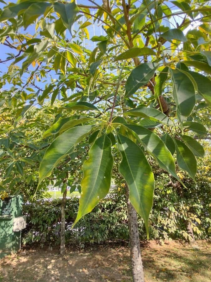 Albero del cotone 16