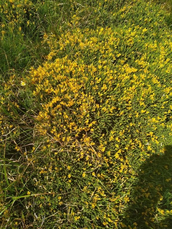 Gorse 14