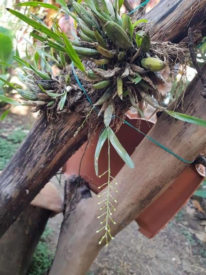 Scaphyglottis 2