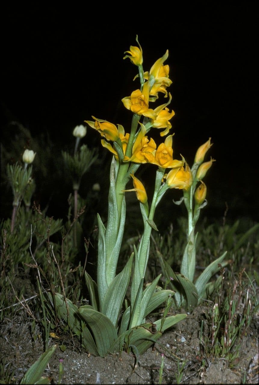 Chloraea 6