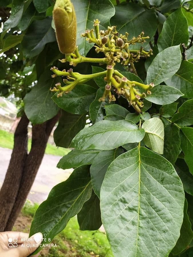 Fernandoa 13