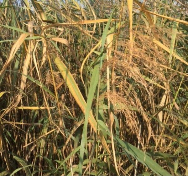 Elimo sabbioso 19
