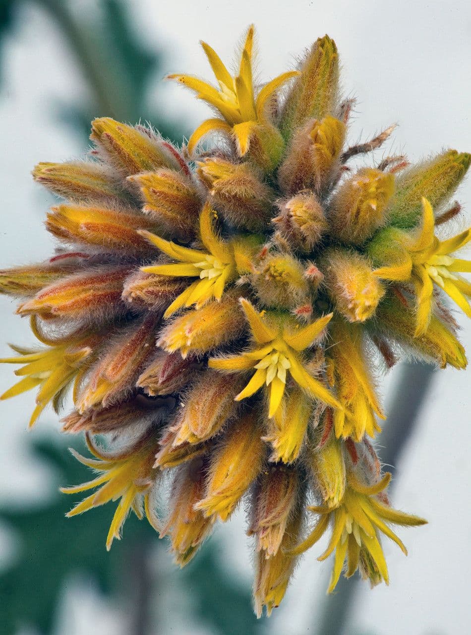 Cevallia