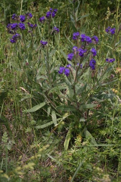 Lingua di bue officinale 13