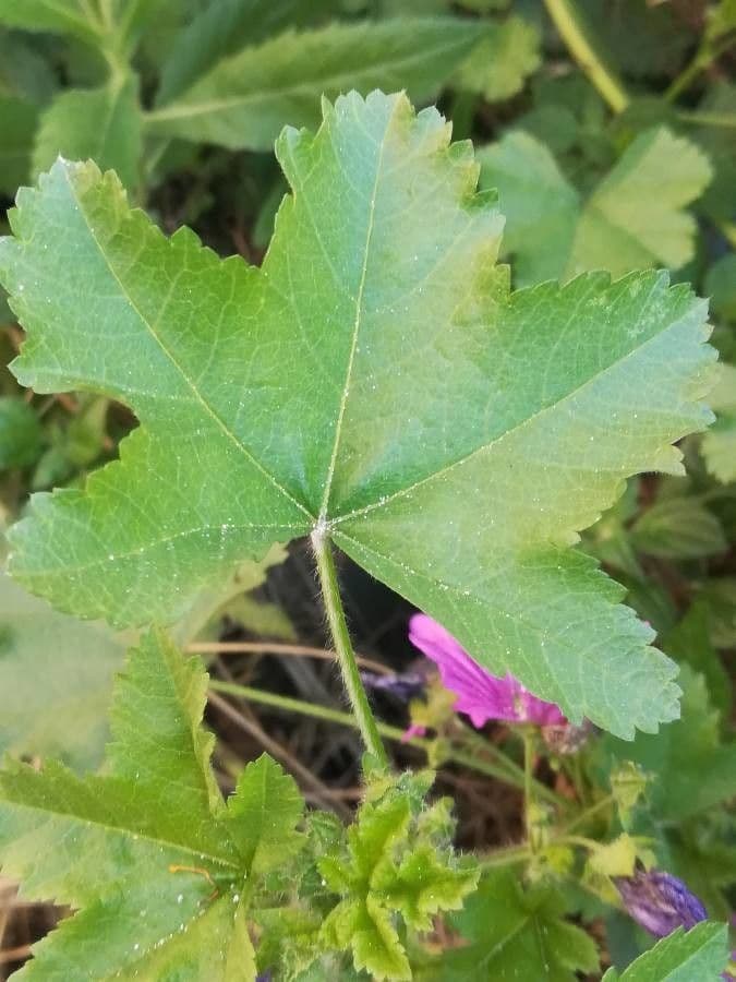 Malva selvatica 20