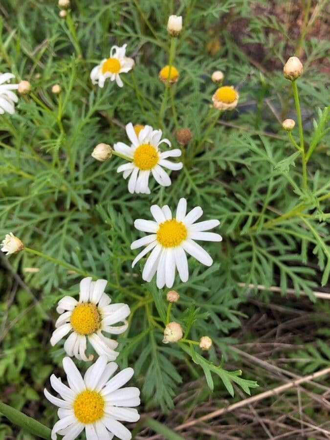 Argyranthemum 3