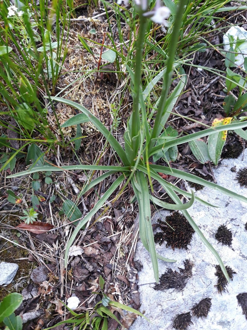 Manina profumata 15