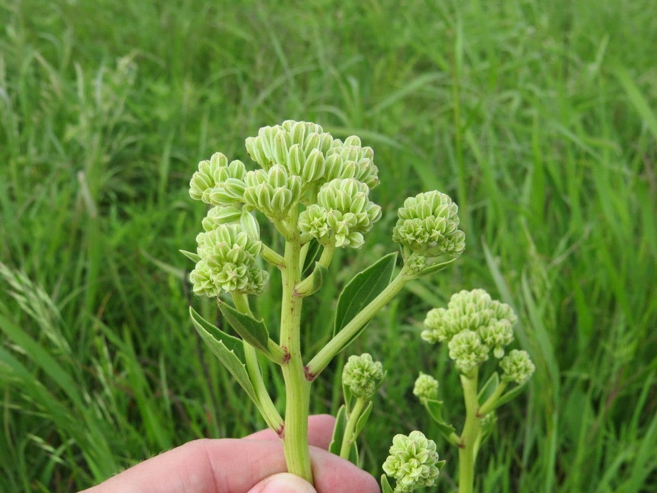Arnoglossum plantagineum 3