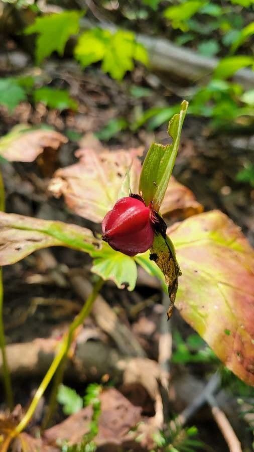 Trillium eretto 4