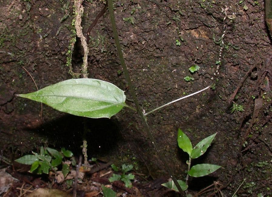 Fevillea cordifolia 11