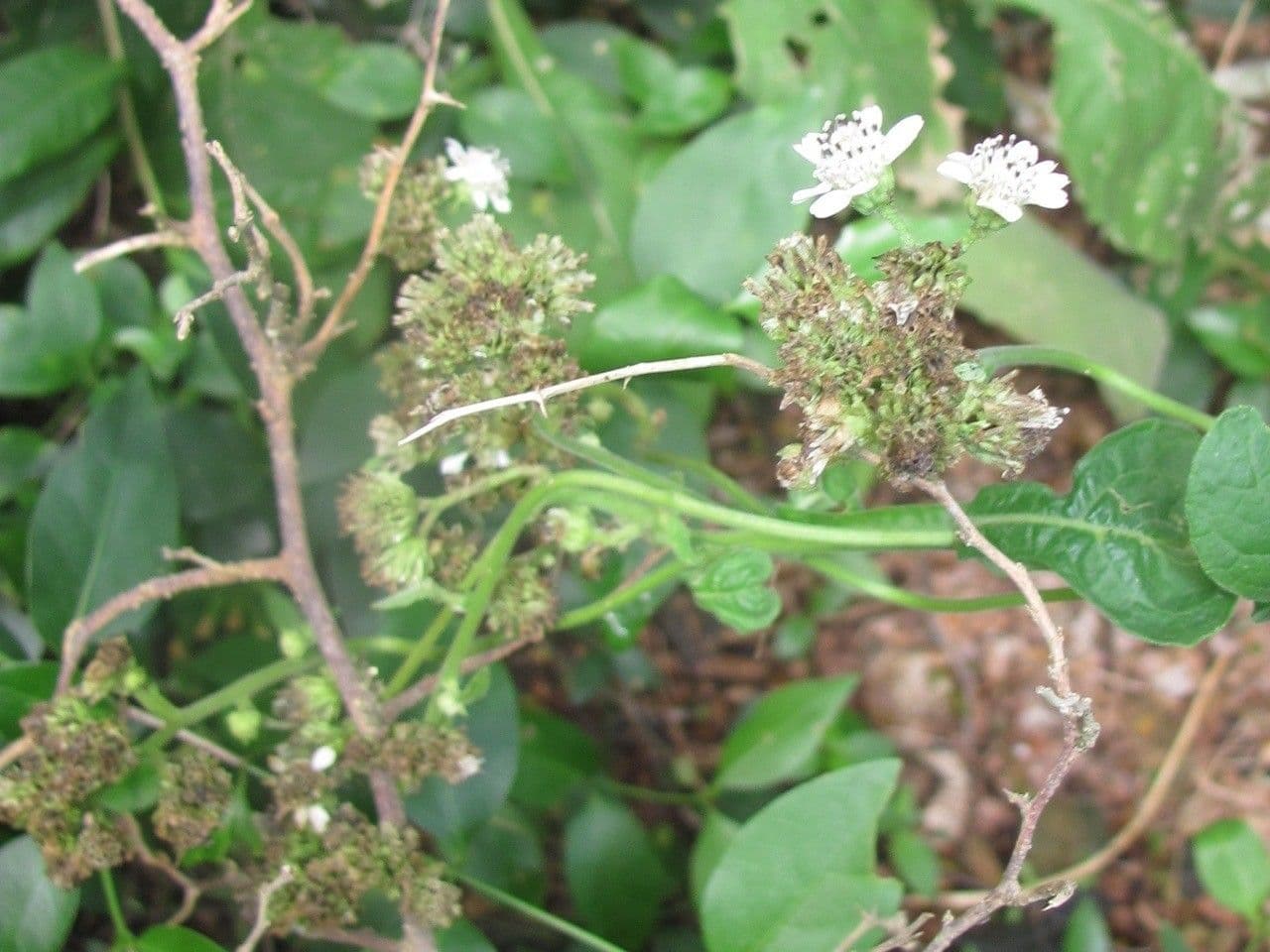 Verbesina microptera 2