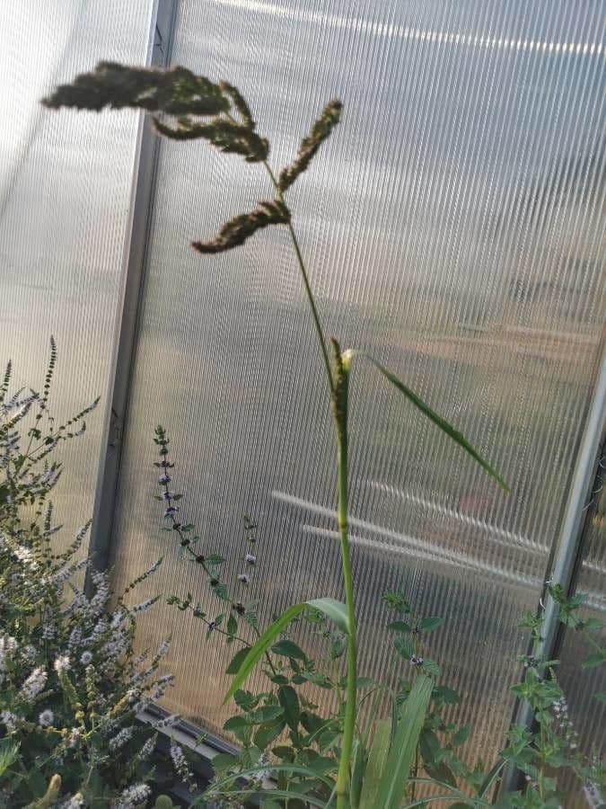 Echinochloa muricata 15