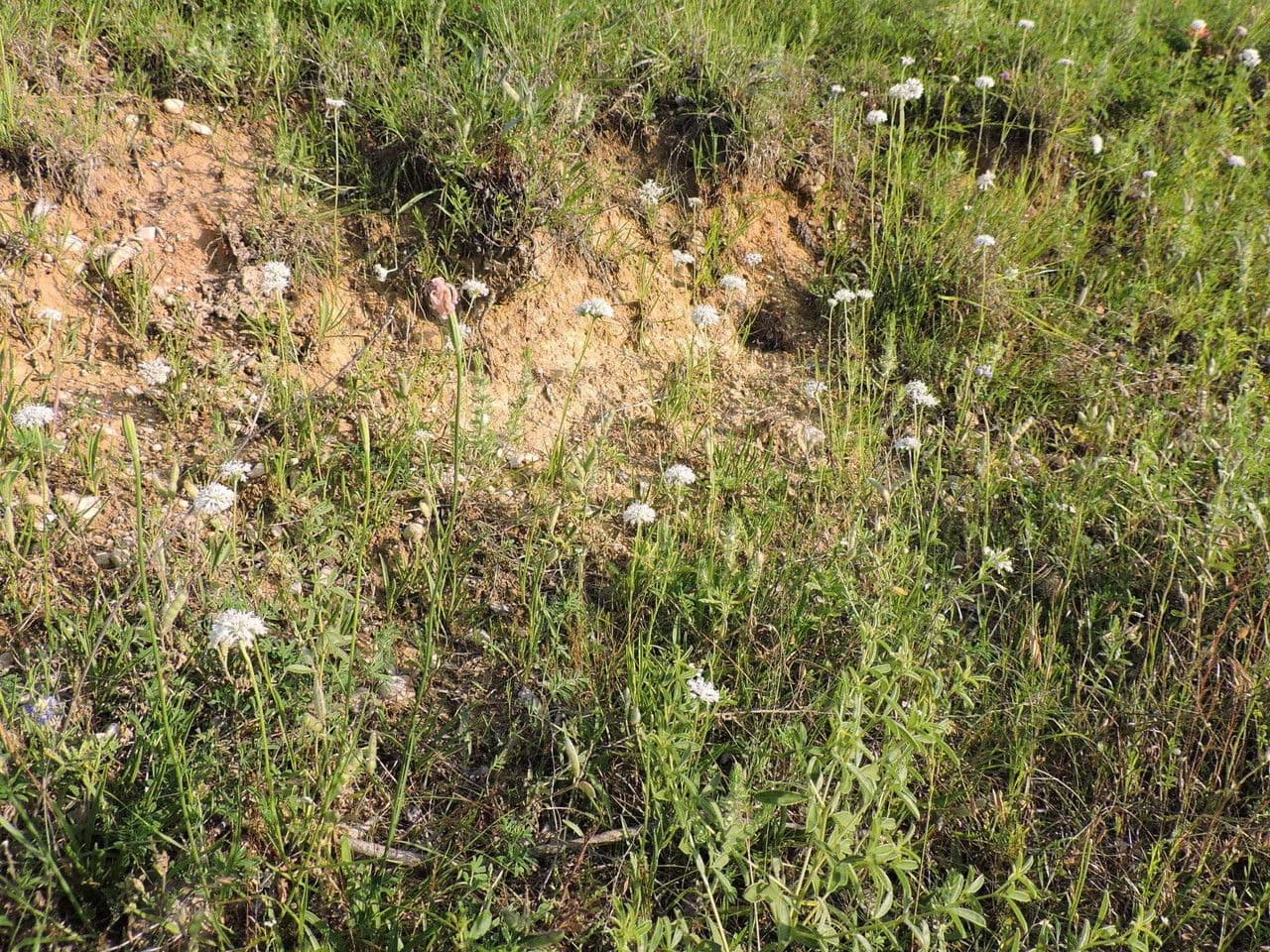 Marshallia caespitosa 9