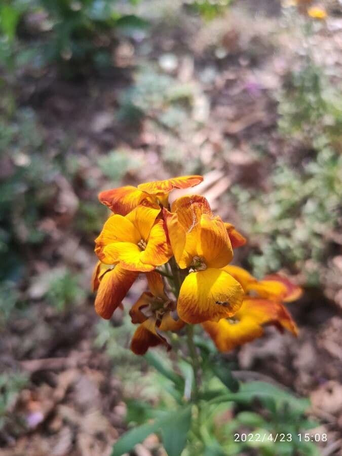 Erysimum 16