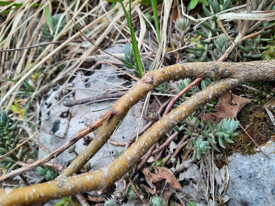 Ginestra cenerina 22