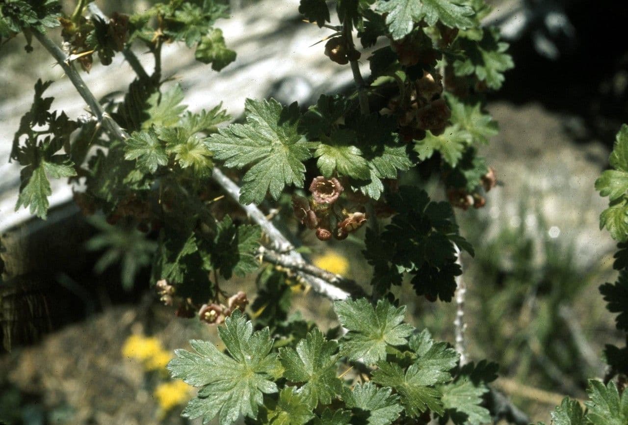 Ribes di Wolf 2
