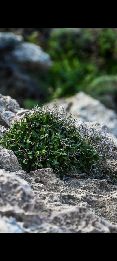 Cicoria spinosa 11