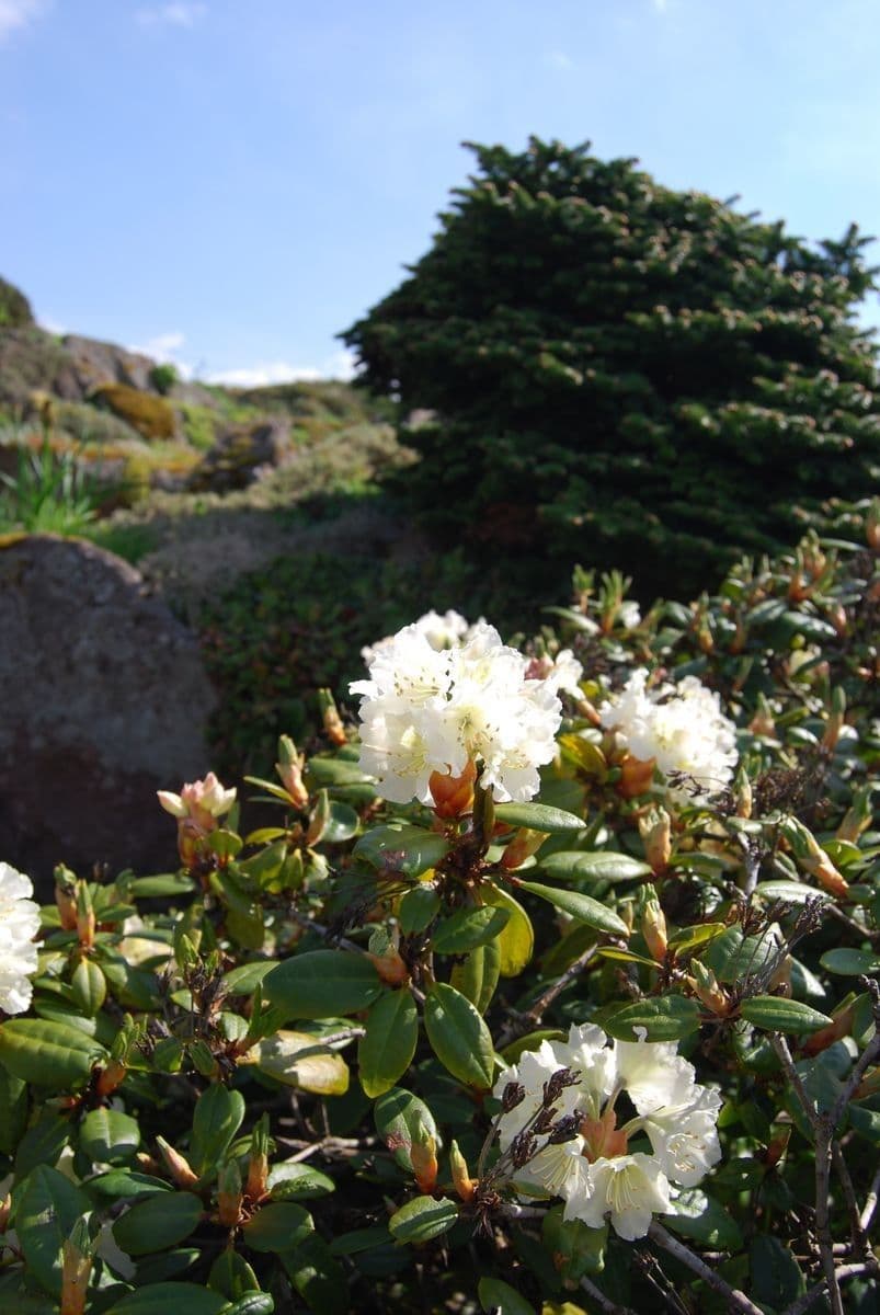 Rododendro dorato 9