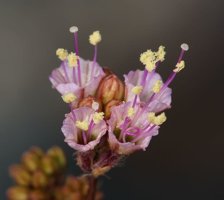 Anulocaulis 5